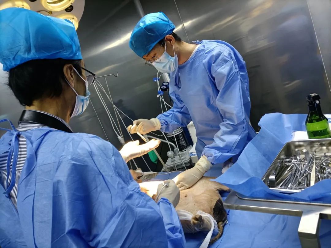 動物實(shí)驗(yàn)1 動物實(shí)驗(yàn)1